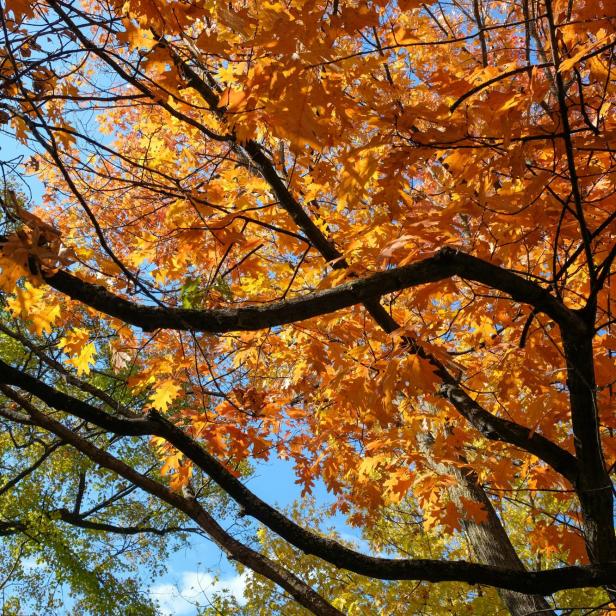 Ein orangener Herbstbaum und ein grüner Laubbaum