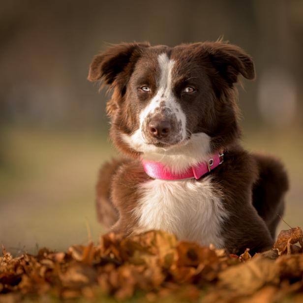 Ein großer Australian Shepherd Hund mit rosa Halsband sitzt im Laub.