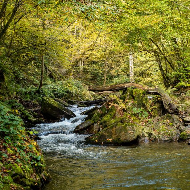 So schlimm steht es um Österreichs Flüsse und so kann es besser werden