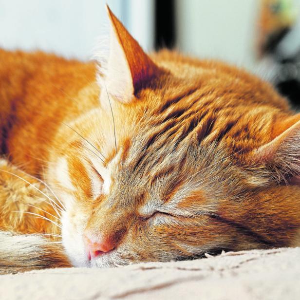 Eine rote Katze liegt auf dem Bett und schläft.