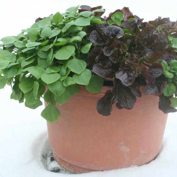 Winterportulak, Eichblattsalat und Brunnenkresse im Topf.