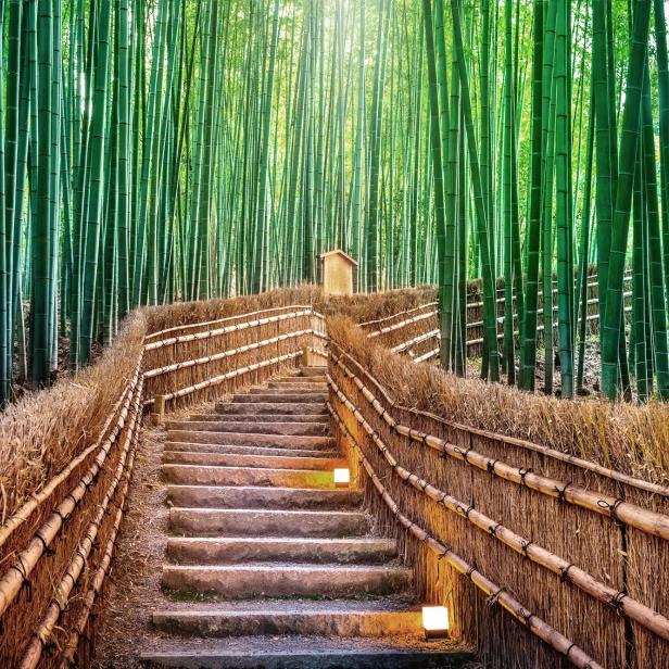 Bamboo Forest in Kyoto, Japan.