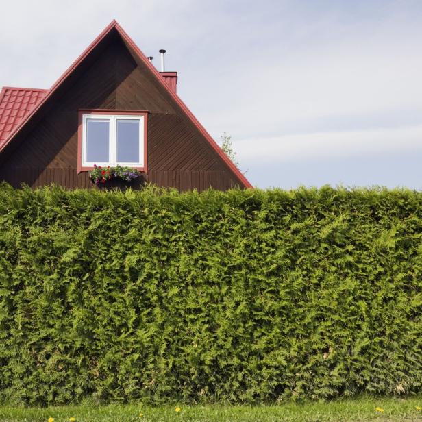 The red roof of standard  rural private wooden small house and hedge fence from evergreen tree Thuja.