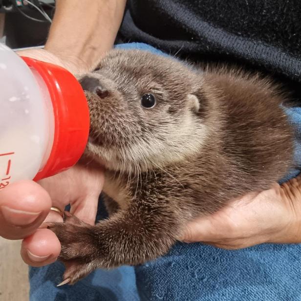 Vier gerettete Otterbabys werden in Haringsee aufgepäppelt