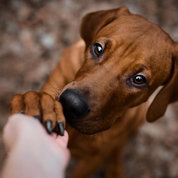 Wau-Effekt: Hunde helfen Menschen mit chronischem Schmerz