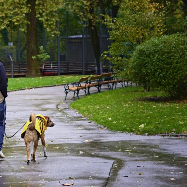 Kuriosum: Wiener „Hunde-Sheriffs“ ohne Gackerl-Lizenz