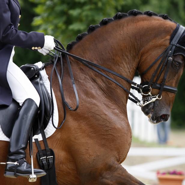 Ein braunes Dressurpferd mit Reiterin bei einer Vorführung.