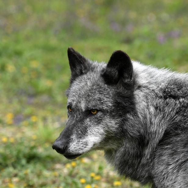 Ein Grauer Wolf vor einer Blumenwiese.