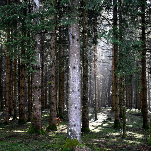 ++ THEMENBILD ++ FORSTWIRTSCHAFT / WALD / BÄUME / KLIMA / WALDBEWIRTSCHAFTUNG