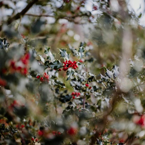 Ein Garten, der ganzjährig begeistert – so bleibt es auch im Winter belebt und grün