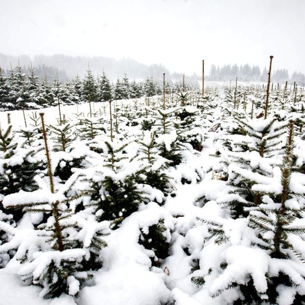 Wo zu Weihnachten in Österreich mit Schnee zu rechnen ist