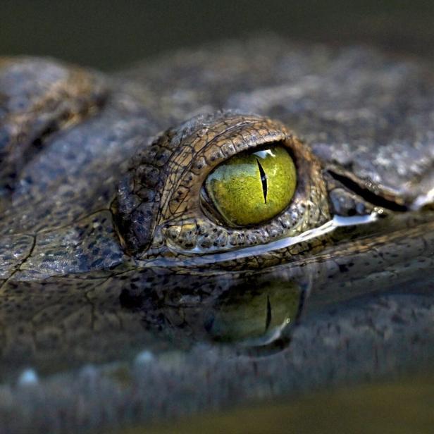 Trauer um "Crocodile Dundee"-Legende "Burt"