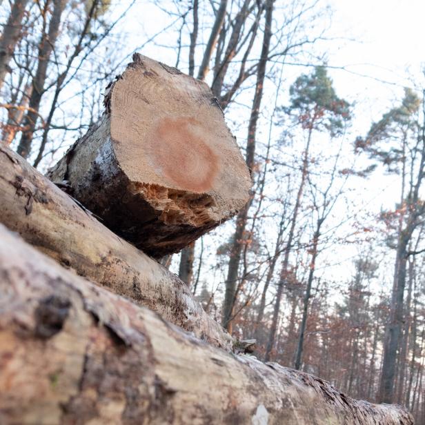 Alarmstufe Rot: Teures Rundholz gefährdet Sägeindustrie im Waldviertel