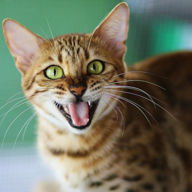 Eine Katze mit grünen Augen pfaucht. 
