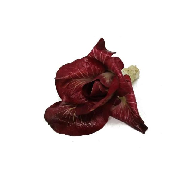 Ein Kopf Radicchio Rosa dell'Isonzo liegt auf einem weißen Hintergrund.