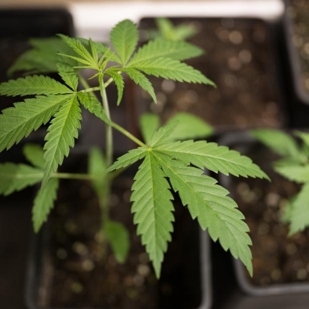 Eine junge Cannabis-Pflanze in einem Topf.