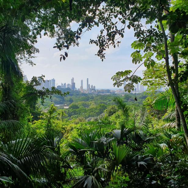 Tropische Variante von Manhattan: Inmitten der imposanten Skyline von Panama City verbergen sich unter anderem die Briefkastenfirmen des Panama-Papers-Finanzskandals.