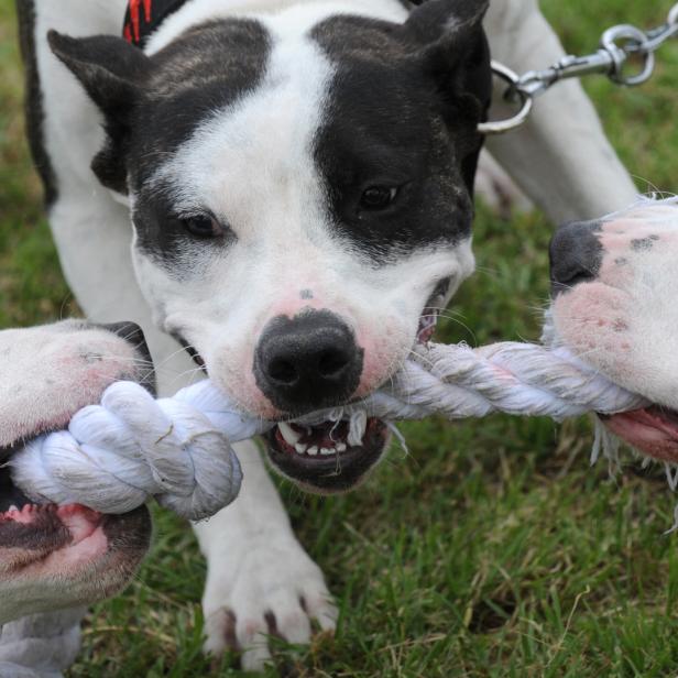 Immer wieder gibt es Hundeattacken