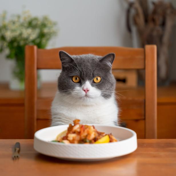 Eine graue Katze sitzt an einem Holztisch vor einem Teller mit Essen.