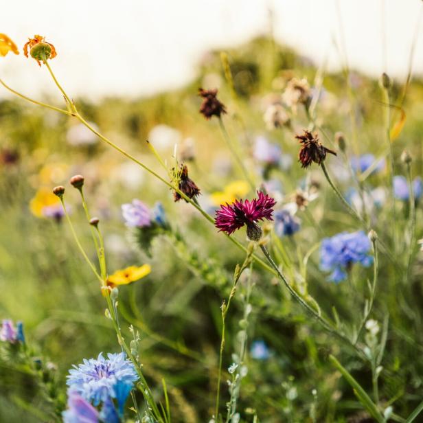 Beautiful wild flowers in a meadow