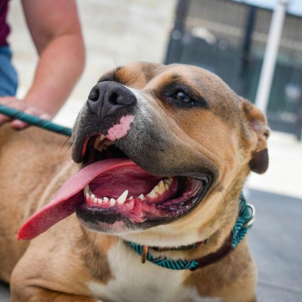 Brauner Pitbull liegt auf dem Boden, eine Person sitzt hinter ihm und hält eine grüne Leine.