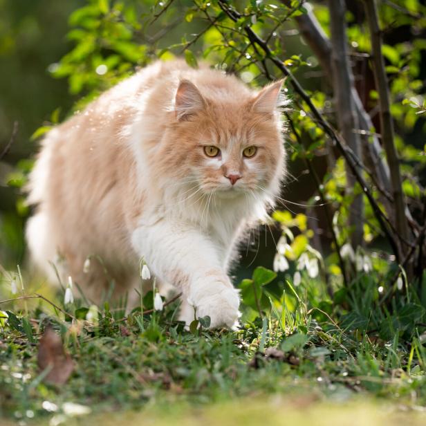 Eine Langhaarkatze schleicht durch den Garten.