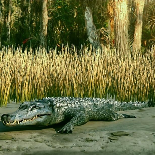 Ein Alligator liegt im Sumpf.