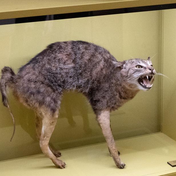 Wenn Tiere zwei Mal sterben: Museumsobjekte in Gefahr
