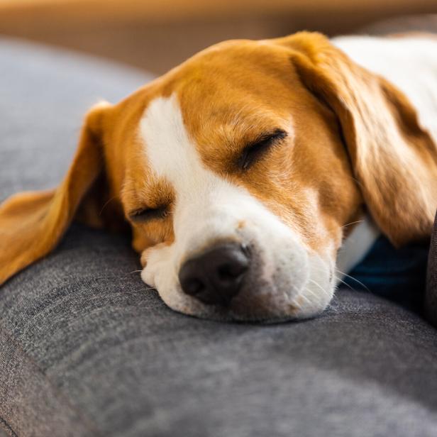 Ein Beagle mit großen Schlappohren liegt auf dem Sofa.
