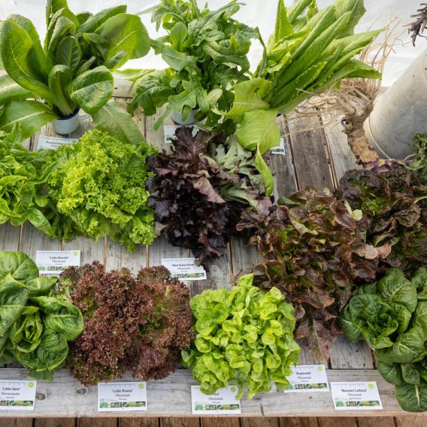 „Snow Food: Wintererntedankfest auf der City Farm Augarten in Wien“.