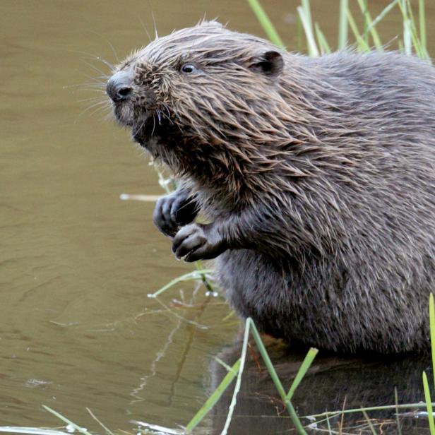 Biber sitzt im Wasser