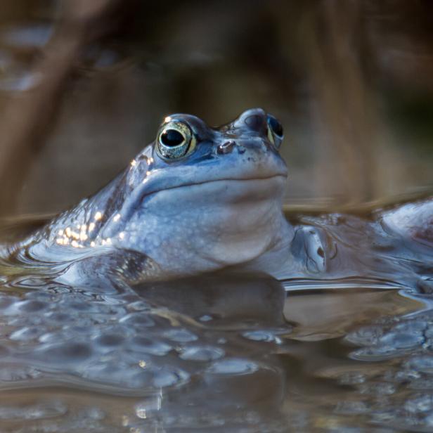 Ein blaues Moorfrosch-Männchen sitzt im Wasser.