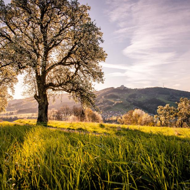 Blühende Bäume auf einer Wiese im Mostviertel im Frühling.