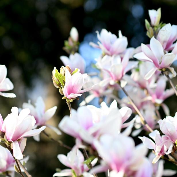 Nahaufnahme von rosa und weißen Magnolienblüten an einem Baum.