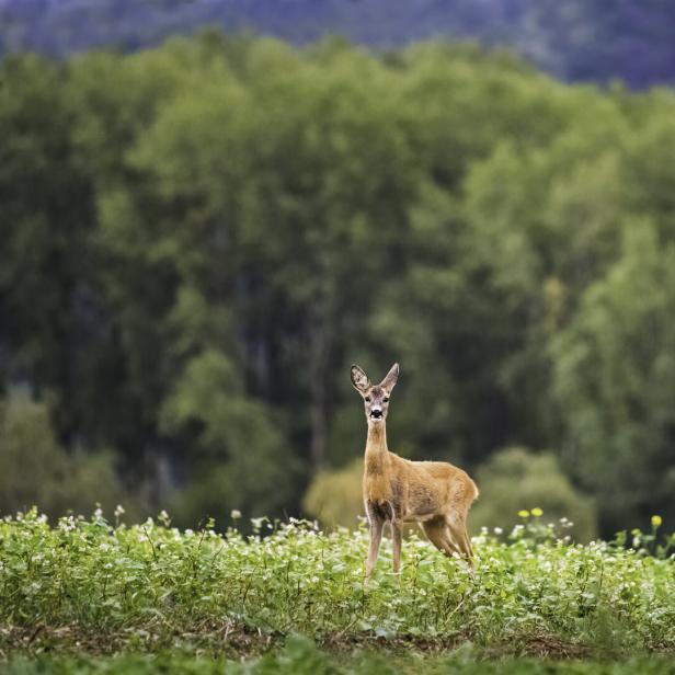 Ein Reh steht auf einer grünen Wiese vor einem dichten Wald.