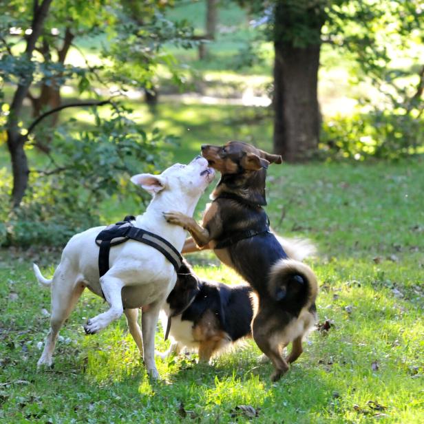 Drei Hunde spielen auf einer grünen Wiese im Park.