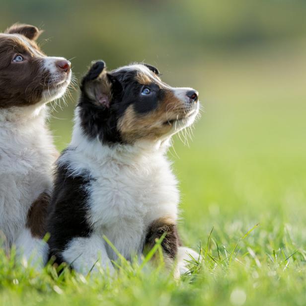 Zwei süße Welpen sitzen aufmerksam in der Wiese.