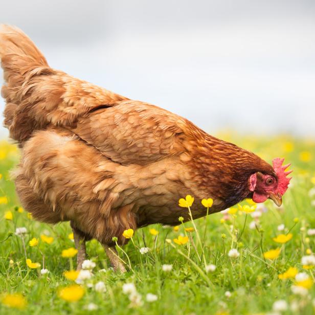 Ein braunes Huhn sucht in einer Wiese nach Futter.