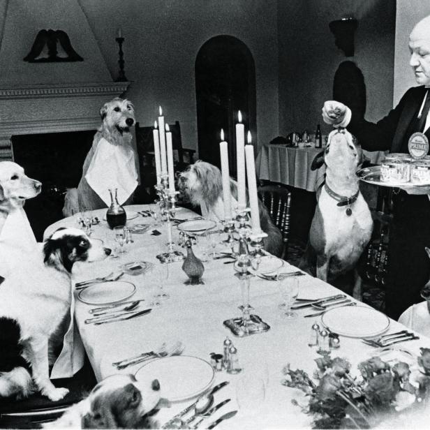 Ein mit Tischdecken und Kerzenständern gedeckter Tisch, Hunde mit umgehängter Serviette sitzen daran. Ein Butler bringt das Futter.