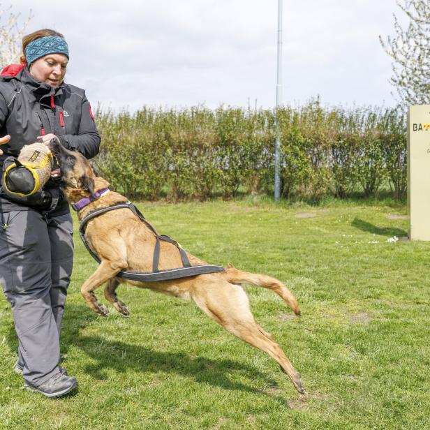 Eine Frau trainiert mit einem Malinois-Hund auf einer grünen Wiese.