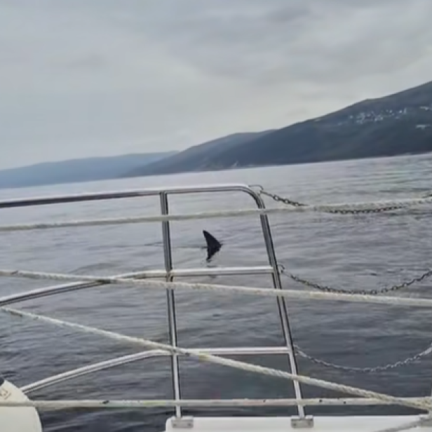 Haifischflosse auf dem offenen Meer in Kroatien von einem Fischerboot aus gesichtet