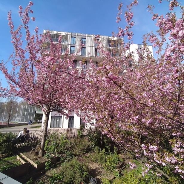 Hier sieht man rosa blühende Zierkirschen. 