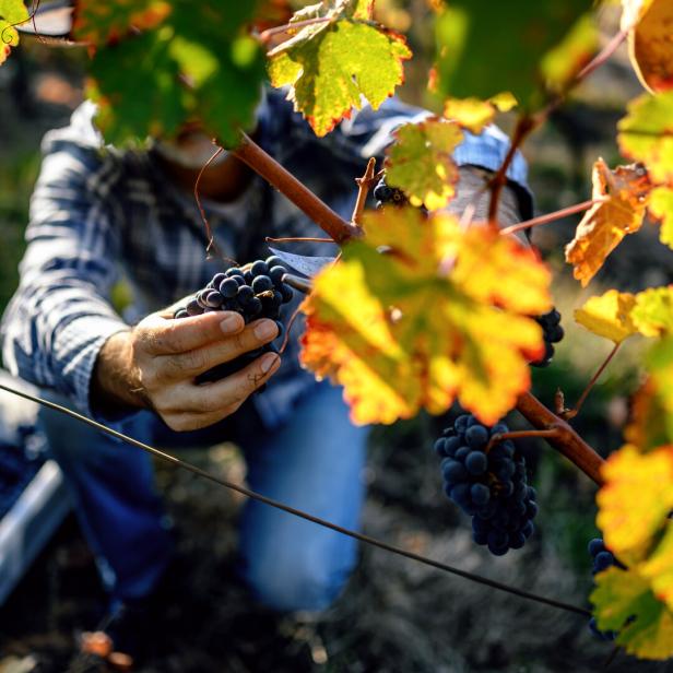 Ein Winzer erntet Trauben.