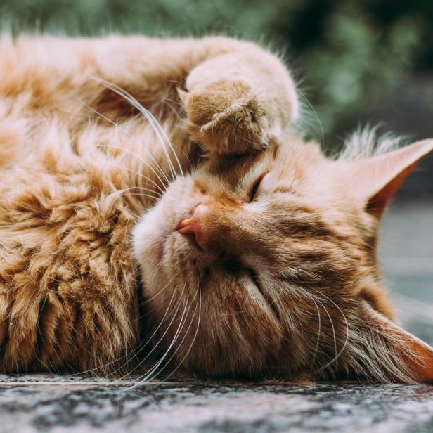 Fellnase gefällig? Darauf sollte man vor dem Katzenkauf achten