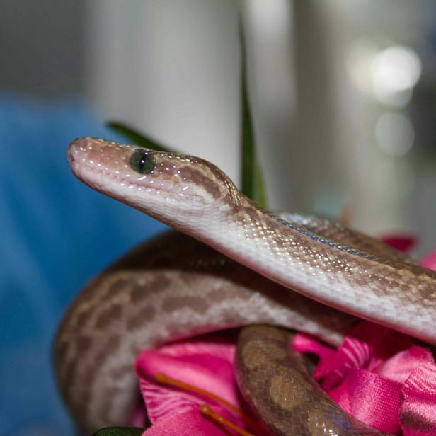 Eine Schlange liegt auf pinkfarbenen Blütenblättern.