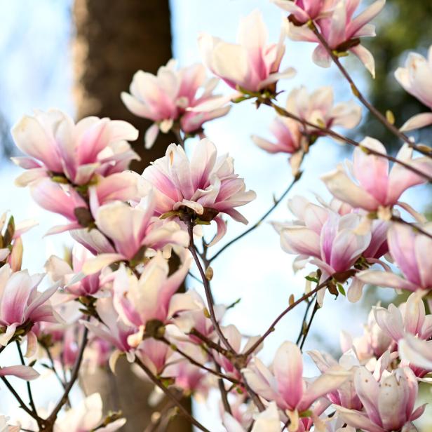 ++ THEMENBILD ++ BLÜTEN / BLÜHEN / PFLANZEN / MAGNOLIE / FRÜHLING / JAHRESZEIT / WETTER