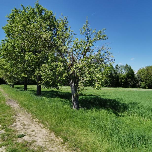 Schleissheim