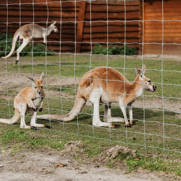 Drei Kängurus hüpfen in einem Gehege umher