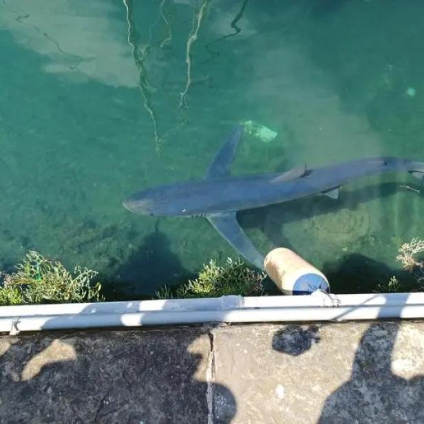 Blauhai schwimmt nahe am Ufer von Triest vorbei