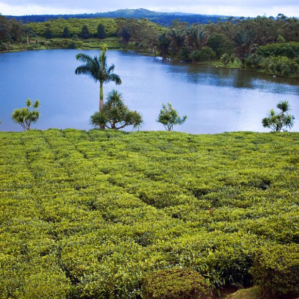 Teeplantage (Bois Cheri) in den Ausläufern eines Gebirges auf Mauritius.